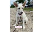 Adopt Frankie (in foster) a White German Shepherd Dog / Mixed dog in Pottstown