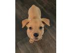 Adopt Archie a Red/Golden/Orange/Chestnut - with White Border Terrier / Mixed