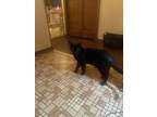 Adopt Gigi a All Black American Shorthair / Mixed (short coat) cat in Riverview