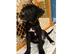Adopt Loki a Black - with White Australian Kelpie / Mixed dog in San Antonio