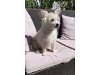 Adopt Bella a Tan/Yellow/Fawn Terrier (Unknown Type, Small) / Mixed dog in Los