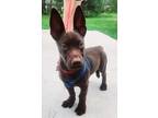 Adopt Ranger a Brown/Chocolate Dachshund / Labrador Retriever / Mixed dog in