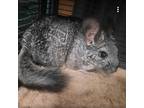 Adopt Mufasa - a long-term resident! a Chinchilla small animal in Clinton