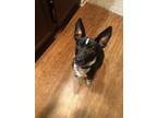 Adopt Howl a Black - with White Australian Cattle Dog / Mutt / Mixed dog in