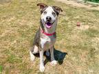 Adopt HEATH a Siberian Husky / Mixed dog in Tustin, CA (41082363)