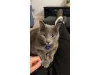 Adopt Rebecca a Gray or Blue American Shorthair / Mixed (short coat) cat in