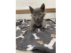 Adopt Abra a Gray or Blue Domestic Shorthair / Domestic Shorthair / Mixed cat in