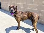 Adopt GOMEZ a Brown/Chocolate Mastiff / Mixed dog in Tustin, CA (41288789)