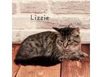 Adopt Lizzie #real-beauty a Brown Tabby Maine Coon / Mixed (long coat) cat in