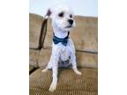 Adopt Richie a White Poodle (Miniature) / Mixed dog in Escondido, CA (41160020)
