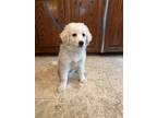 Adopt Gwynn a White Great Pyrenees / Mixed dog in San Antonio, TX (41384043)
