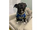 Adopt Fern a Black - with White Pit Bull Terrier / Mixed dog in Skokie