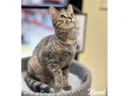 Adopt Kaori #Velcro-kitty a Brown Tabby Domestic Shorthair / Mixed (short coat)