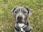 Adopt Bandito a Gray/Blue/Silver/Salt & Pepper Pit Bull Terrier / Mixed dog in
