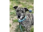 Adopt Sassy a Brindle Pit Bull Terrier / Mixed dog in Millersville