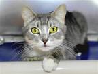 Adopt Francine a Gray or Blue (Mostly) Domestic Shorthair / Mixed cat in