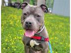 Adopt New Guy a Gray/Blue/Silver/Salt & Pepper Pit Bull Terrier / Mixed dog in