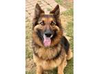 Adopt Axel a Black German Shepherd Dog / Mixed dog in Irving, TX (41406491)