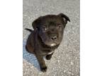 Adopt Jelly Roll (at Ojo Santa Fe) a Black Labrador Retriever / Mixed dog in