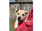 Adopt Wedo (at Ojo Santa Fe) a Tan/Yellow/Fawn Labrador Retriever / Mixed Breed