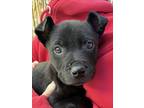 Adopt Beau (at Ojo Santa Fe) a Black Labrador Retriever / Mixed Breed (Medium) /