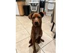 Adopt Grizzly a Red/Golden/Orange/Chestnut Rottweiler / Mixed dog in Moreno