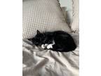 Adopt Plum a Black & White or Tuxedo American Shorthair / Mixed (short coat) cat