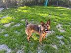 Adopt Jonas a Brown/Chocolate - with Black German Shepherd Dog / Mixed dog in