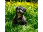 Adopt Samuel Albert a Brindle Shih Tzu / Affenpinscher / Mixed dog in Town of