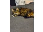 Adopt Sprocket a Tiger Striped Tabby / Mixed (long coat) cat in Conyers
