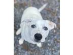 Adopt Dusty a White - with Red, Golden, Orange or Chestnut Terrier (Unknown
