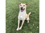 Adopt Tanner a Tricolor (Tan/Brown & Black & White) Labrador Retriever / Mixed