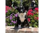 Adopt Duke a Shepherd (Unknown Type) / Cattle Dog dog in Lathrop, CA (41303486)