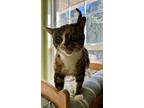Adopt Winter Solstice a Tortoiseshell Domestic Shorthair / Mixed cat in