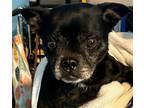 Adopt Serenity Sue SS D2024 in RI a Black - with White Pug / Mixed dog in