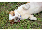 Adopt Lucky a Tan/Yellow/Fawn Beagle / Mixed dog in Georgetown, DE (41367104)