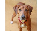 Adopt Gwyneth a Brown/Chocolate Hound (Unknown Type) / Mixed dog in Lihue