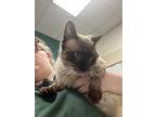 Adopt Elliot *SN* a Brown or Chocolate Siamese / Domestic Shorthair / Mixed cat