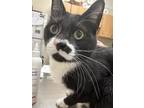 Adopt Morti a All Black Domestic Shorthair / Domestic Shorthair / Mixed cat in