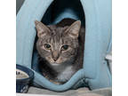 Adopt Mina a Gray or Blue Domestic Shorthair / Domestic Shorthair / Mixed cat in