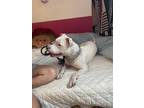 Adopt Luna a White - with Brown or Chocolate American Pit Bull Terrier / Mixed