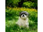 Adopt Hadley a White - with Gray or Silver Shih Tzu / Lhasa Apso / Mixed dog in