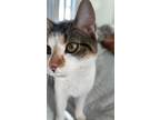 Adopt Cake a Calico or Dilute Calico Calico / Mixed (short coat) cat in Midway