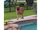 Adopt Masadi a Tan/Yellow/Fawn Mastiff / Mixed dog in Spring, TX (41142369)