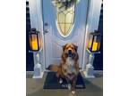 Adopt Chewie a Red/Golden/Orange/Chestnut - with White Australian Shepherd /