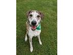 Adopt Irving a Brindle Australian Shepherd / Mixed dog in Newport, KY (41400989)