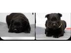 Adopt Rue a Black Labrador Retriever / American Pit Bull Terrier / Mixed dog in
