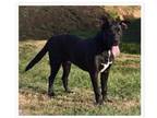 Adopt Sir Biggin a Black Labrador Retriever / Mixed dog in Newport