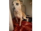 Adopt Happy a Tan/Yellow/Fawn Labrador Retriever / Mixed dog in Orlando