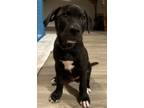 Adopt Pippin a Black - with White Australian Kelpie / Labrador Retriever / Mixed